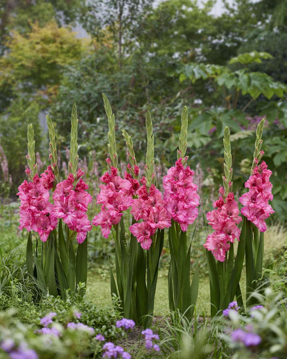 Gladiolus 'Sweet Love®'